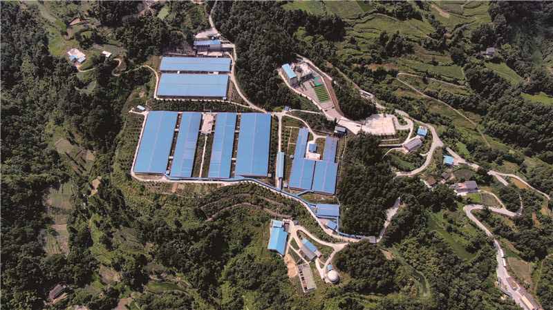 興隆灣種豬基地